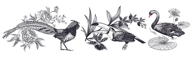 Pheasant and peonies, toucan and orchid, swan and water lily. Vintage engraving. © marinavorona
