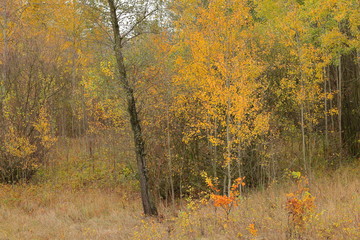 Autumn leaves in the tree