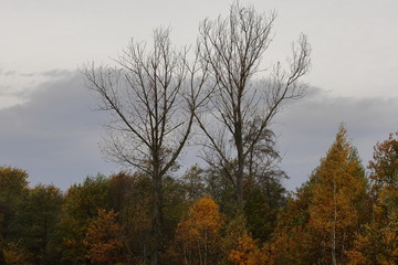 Two naked trees