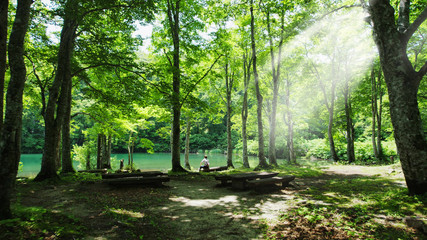 Travel in nature at Forrest during summer