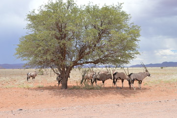 Antelopes under tree in african savannah
