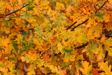 Autumn leaves