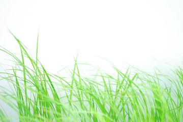 rice leaf and seed on nature background..