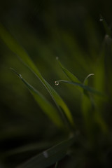Dew water drops on grass