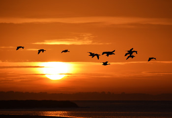 Gänse bei Sonnenaufgang 