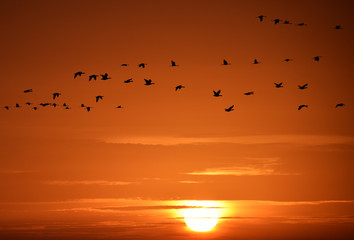 Gänse und Kraniche im Morgenlicht 