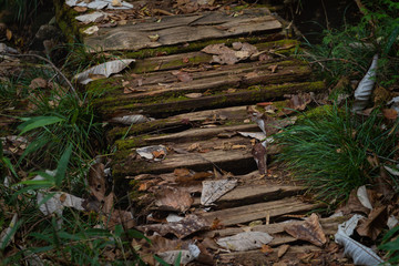 山 / 自然 / 森 / 登山 / 山道のイメージ