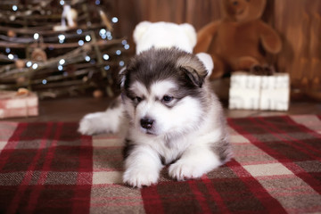 Fototapeta na wymiar Cute husky puppy in New Year's decoration. New Year background