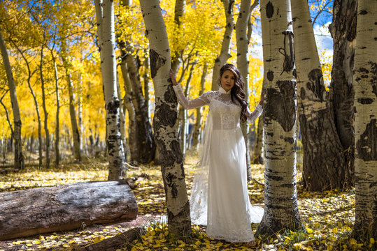 Wedding/engagement photography - Beautiful Asian/Vietnamese bride posing in her wedding dress in the beautiful fall/autumn yellow leaves of the Colorado Rocky Mountains.  Near Aspen, Colorado.  USA