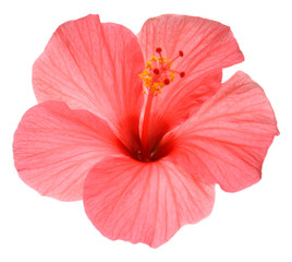 Pink hibiscus flower isolated on white background. Flat lay, top view. Macro, object