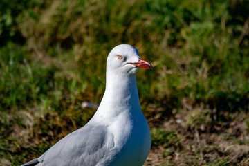 Portrait of a seagull