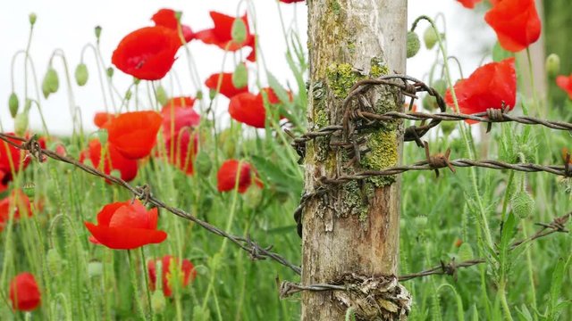 World War One symbol : red flower poppies and barbed wire