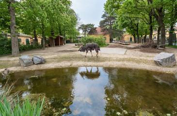 goat,pond and reflection