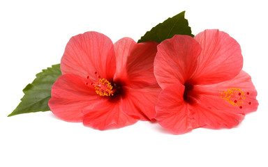 Pink hibiscus flowers with ieaf isolated on white background. Flat lay, top view