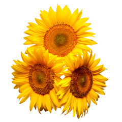 Fototapeta premium Three sunflowers isolated on white background. Flower bouquet. The seeds and oil. Flat lay, top view