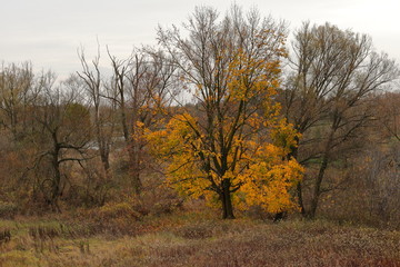Fototapeta na wymiar Autumn leaves in the tree