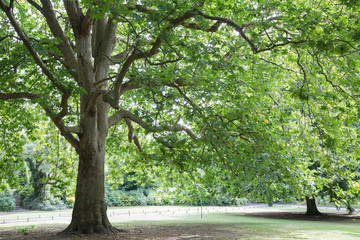 Tree in St Stephens Green Park, Dublin