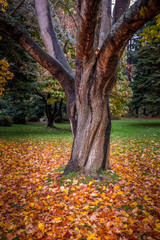 Majestic Tree in Autumn Park