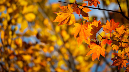 Naklejka na ściany i meble The light from the sun in the morning shines down to a Maple leaf or Acer pseudoplatanus in the autumn with blur bokeh background,Nature concept.