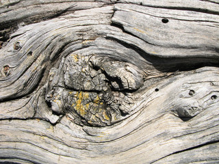 Vieille poutre en bois de mélèze