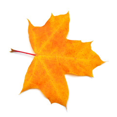 Autumn yellow maple leaf isolated on white background. Falling foliage. Flat lay, top view, creative concept