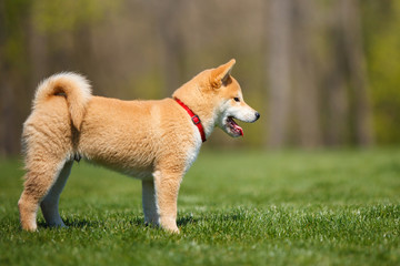 playfull red shiba inu puppy on the green grass