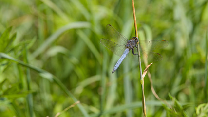 Libellula blu posata in mezzo al prato, in estate