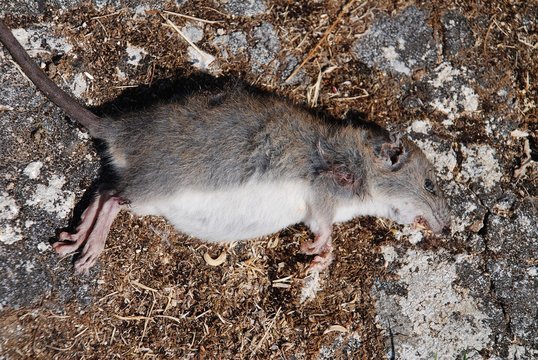 A dead rat at Lakka on the Greek island of Paxos.