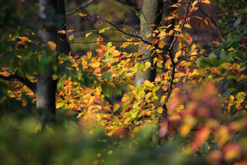 in the colorful autumn forest 