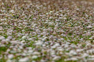 A carpet of predominently white wildflowers with shallow depth of field