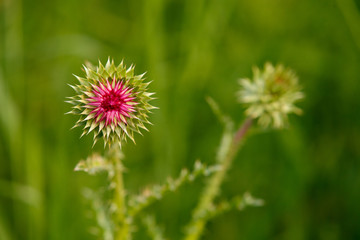 wild flower on isolated green background