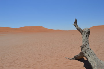 Dead tree in desert in Africa