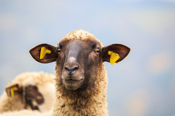 portrait of sheep in the herd on the meadow
