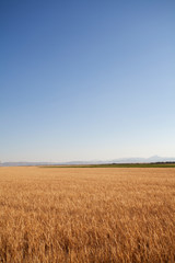 wheat field and blue sky