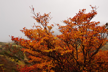 くじゅう連山の紅葉