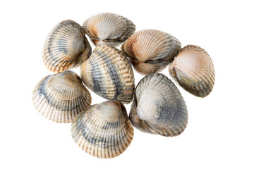Fresh Cockles isolated on white background. Cerastoderma edulis. Bivalve mollusk