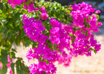 bougainvillea pink flowers