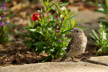 A juvenile Eastern Bluebird hunts for insects in one of my flowerbeds.