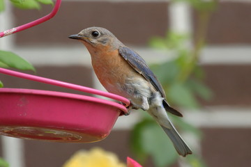 A female Eastern Bluebird visits the feeder next to my house.