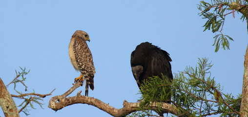 Red-Shouldered Hawk and Black Vulture