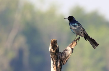 Boat-tailed Grackle