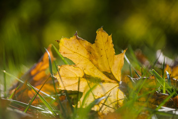 Autumn leaf against a green background glows in the sun