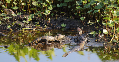 Young Alligators