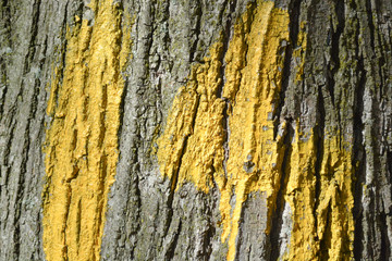 Tree bark texture background