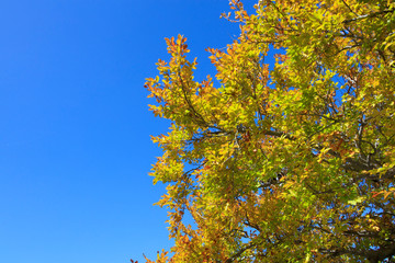 Autumn tint of beech and blue sky - Fall of Japan