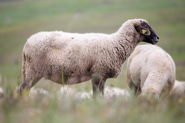 sheep in the herd on the meadow