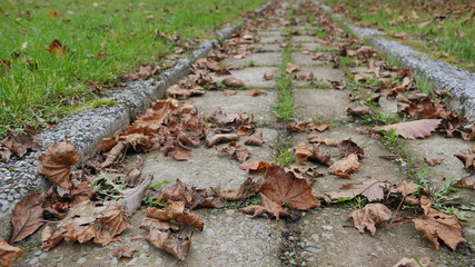 autumn leaves on paving stone