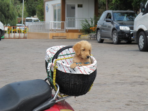 little dog