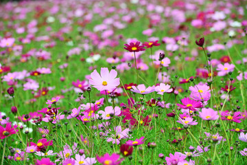 三光のコスモス