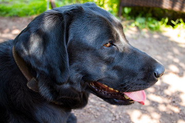 Head shot of a wet black Labrador with it's tongue hanging out, outdoor, sunlight
